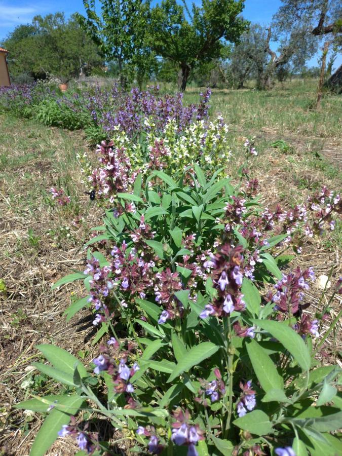 Agriturismo La Gatta E L'Olivo - Casa Daria דונוראטיקו מראה חיצוני תמונה